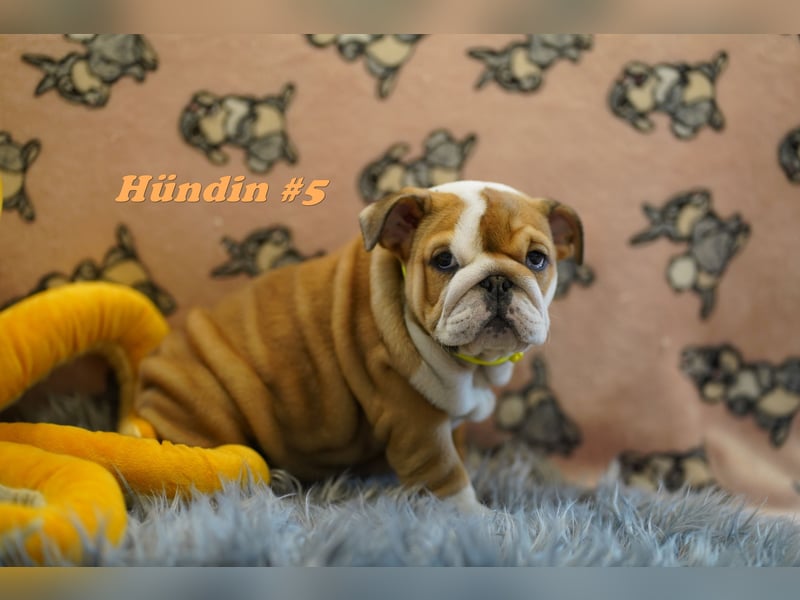Wunderschöne & Freiatmende Englische Bulldogge Babys