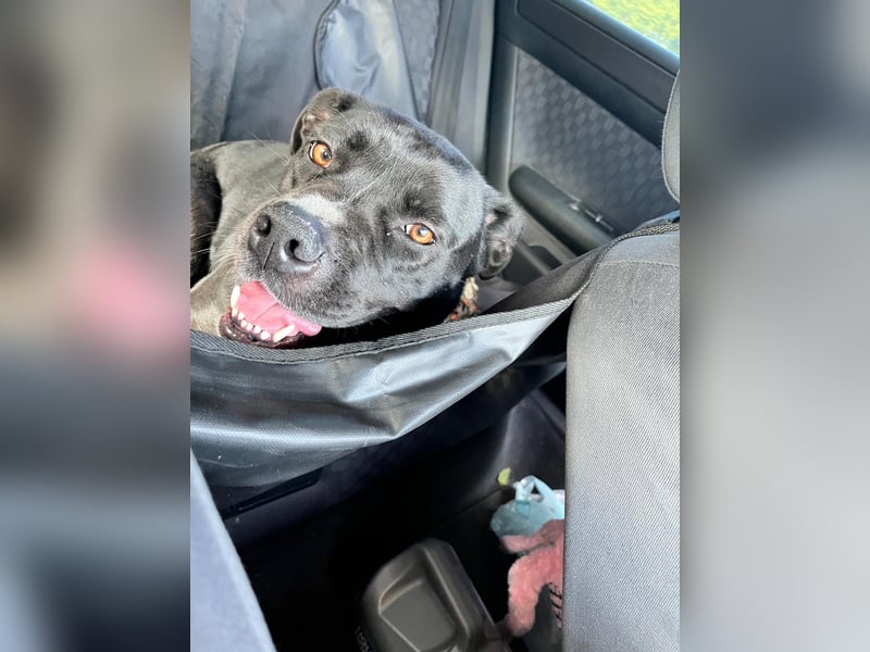 Hündin sucht liebevolles Zuhause