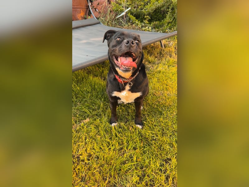 Hündin sucht liebevolles Zuhause