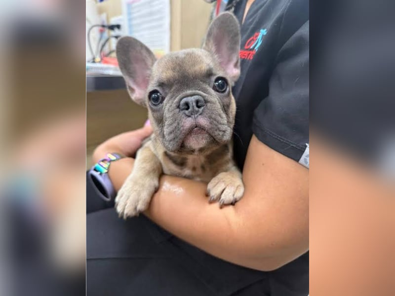 Französische Bulldogge Hündin – geimpft, entwurmt, gechipt, mit EU-Heimtierausweis