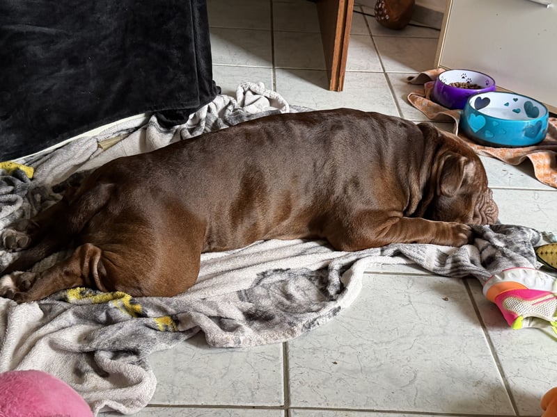 Old englisch Bulldog Rüde