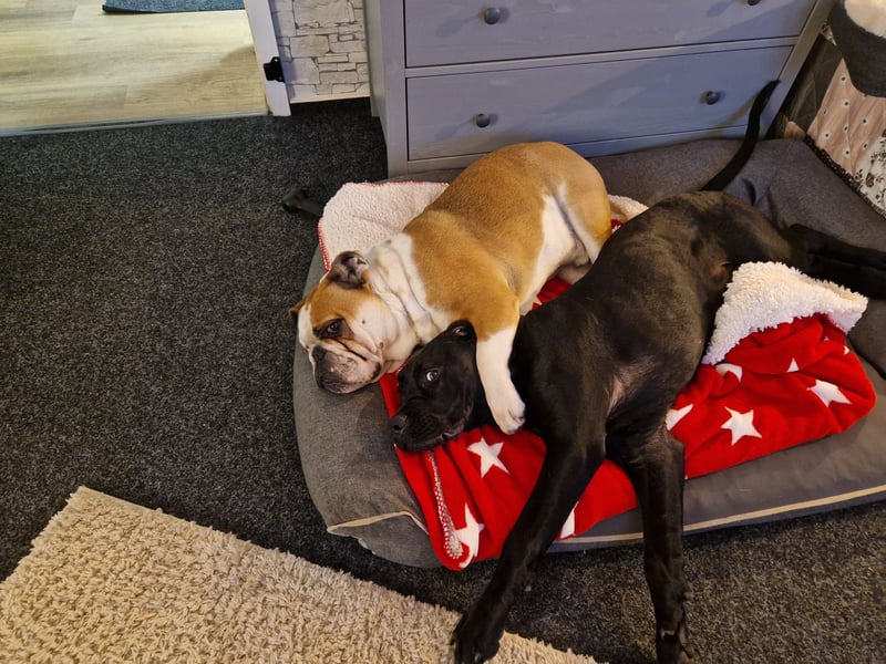 Old-Englisch-Bulldogge