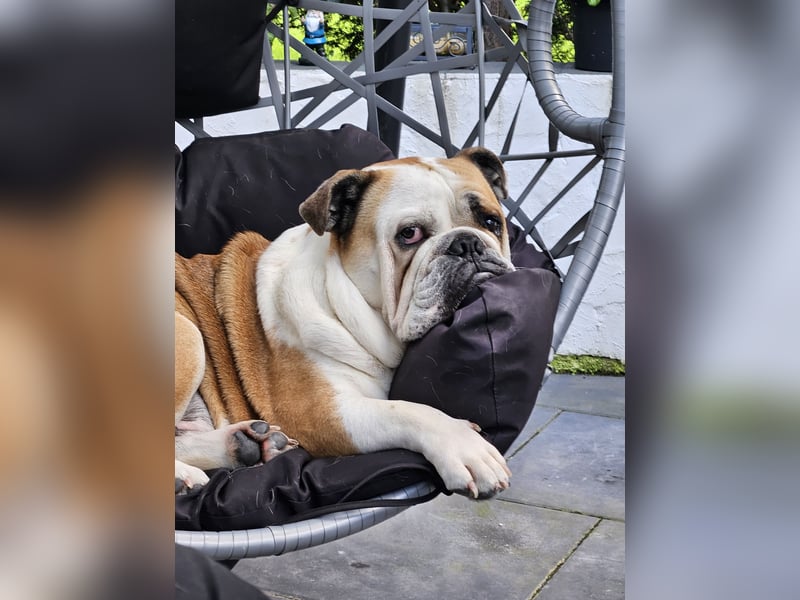 Old-Englisch-Bulldogge Murphy