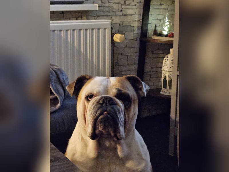 Old-Englisch-Bulldogge