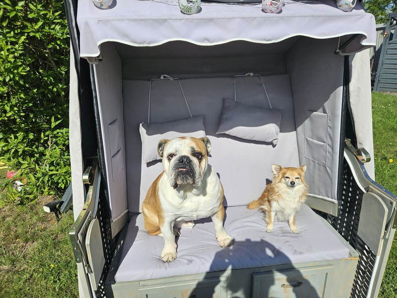 Old-Englisch-Bulldogge