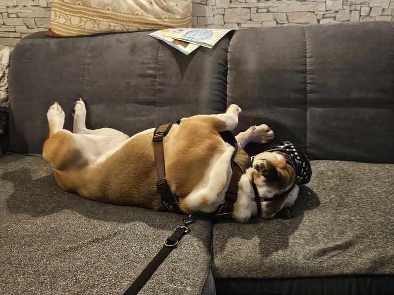 Old-Englisch-Bulldogge