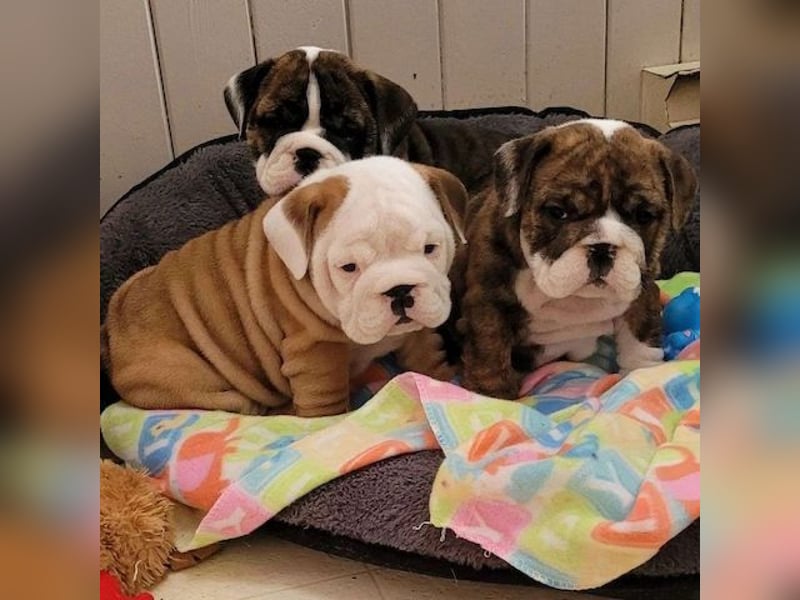 Englische Bulldogge     Hündin – geimpft, entwurmt, gechipt, mit EU-Heimtierausweis