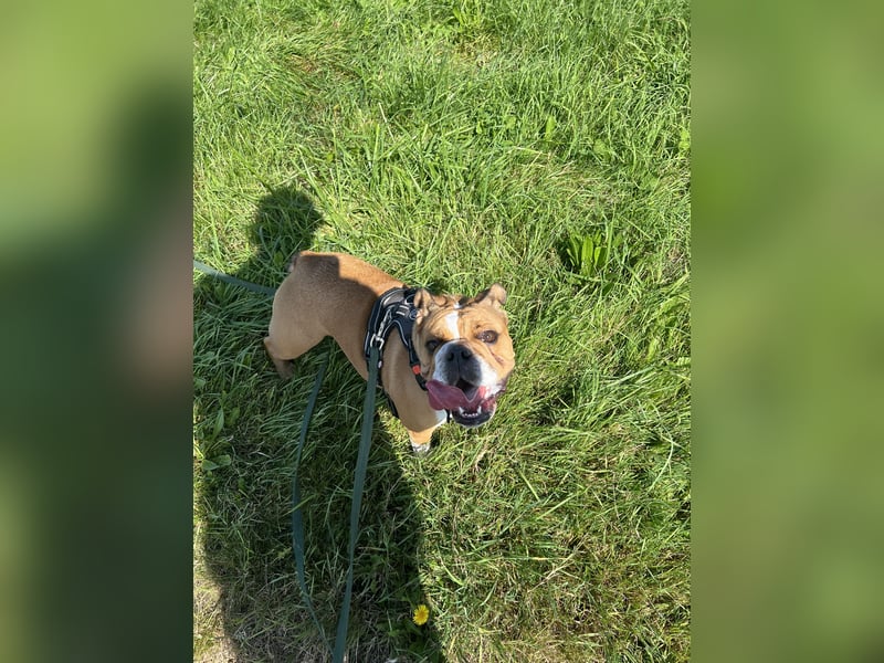 Englische Bulldogge 20 Monate