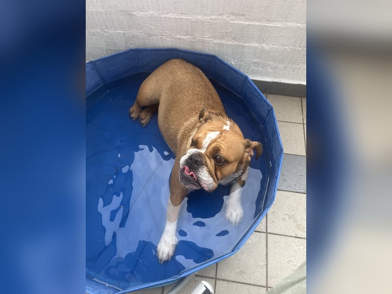 Englische Bulldogge 20 Monate