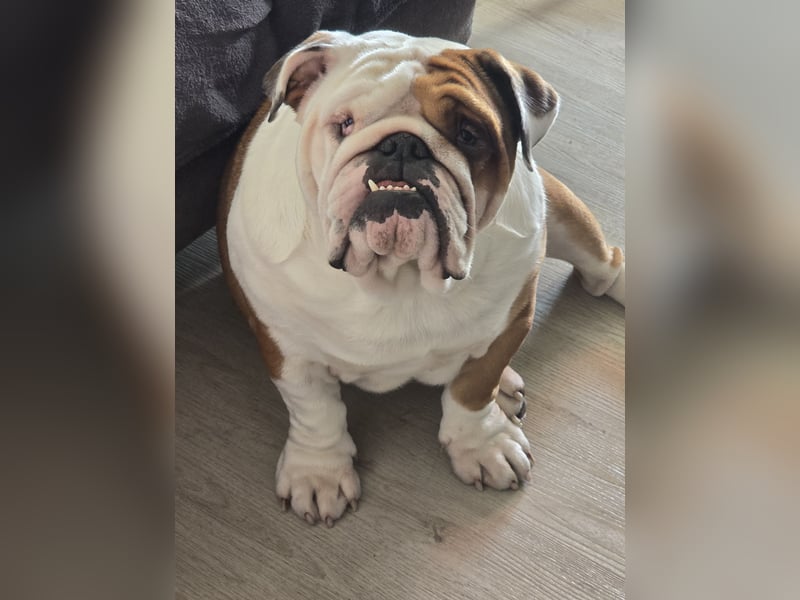 Englische bulldogge rüde kastriert