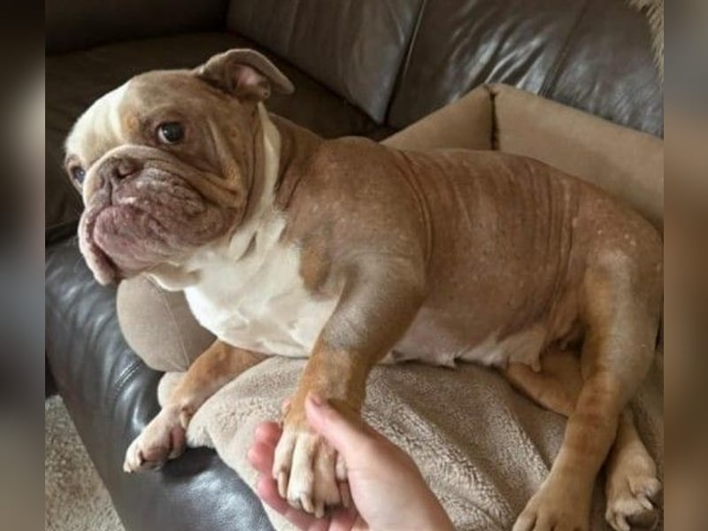 ARTHEA - bezaubernde Hündin sucht neues Zuhause