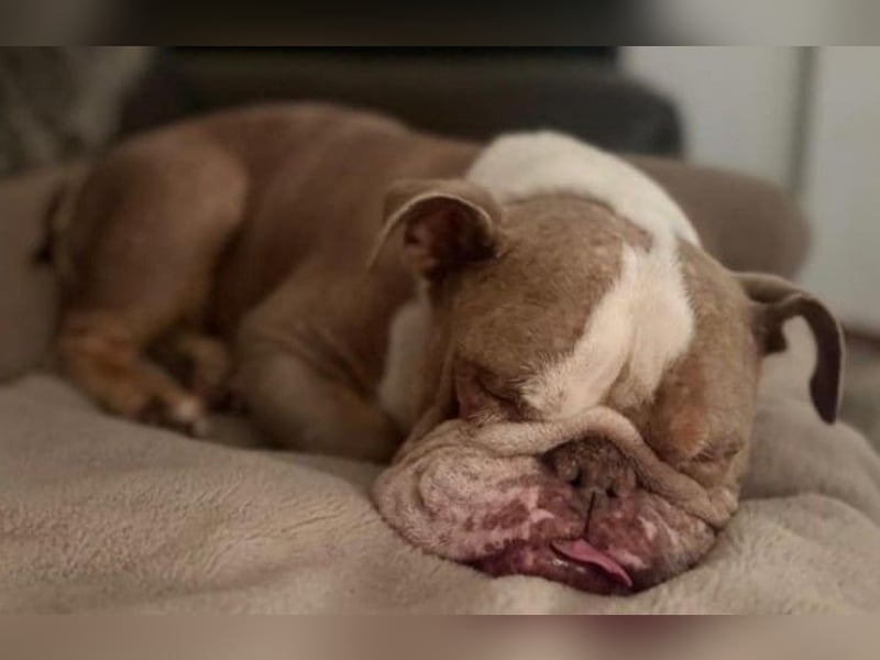 ARTHEA - bezaubernde Hündin sucht neues Zuhause