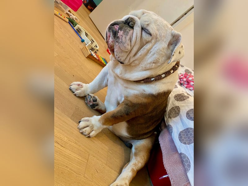 Barney - der unkomplizierte Goldschatz