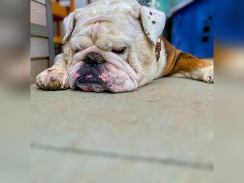 Barney - der unkomplizierte Goldschatz