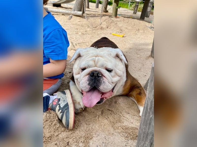 Barney - der unkomplizierte Goldschatz