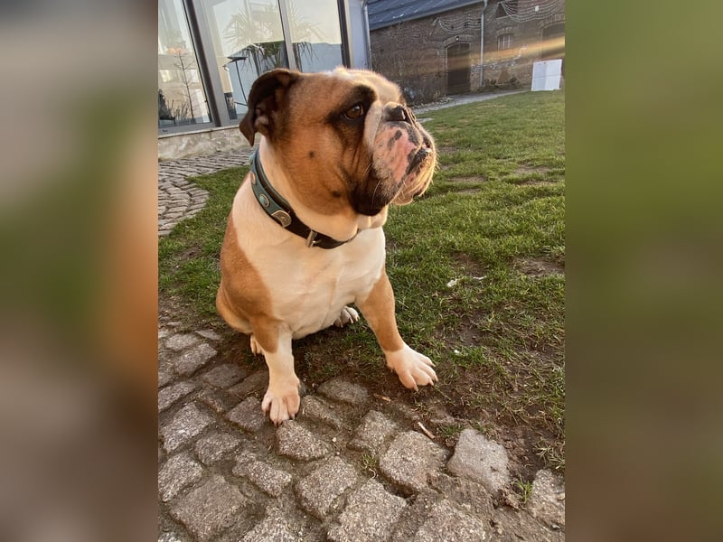 Wunderschöne English Bulldog Hündin