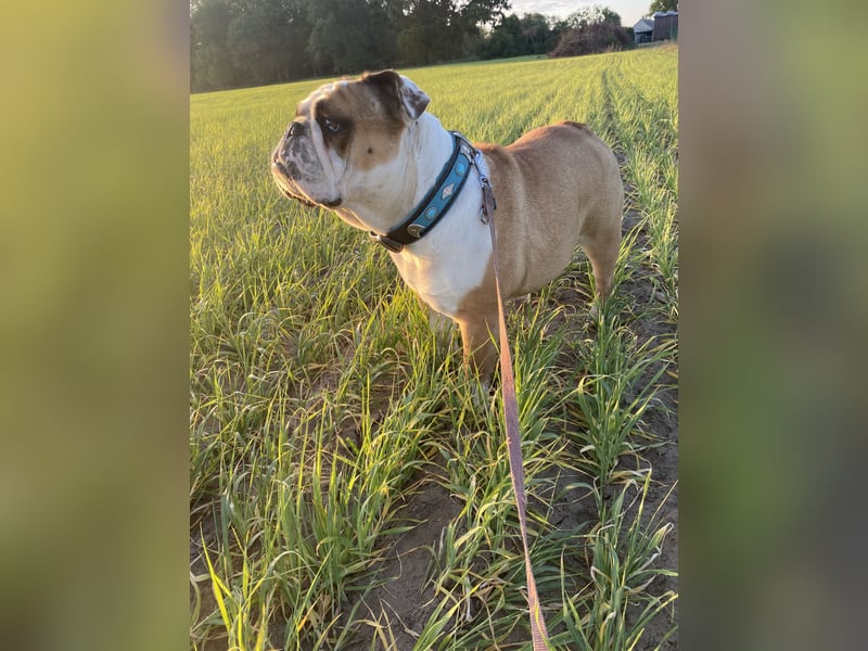 Wunderschöne English Bulldog Hündin