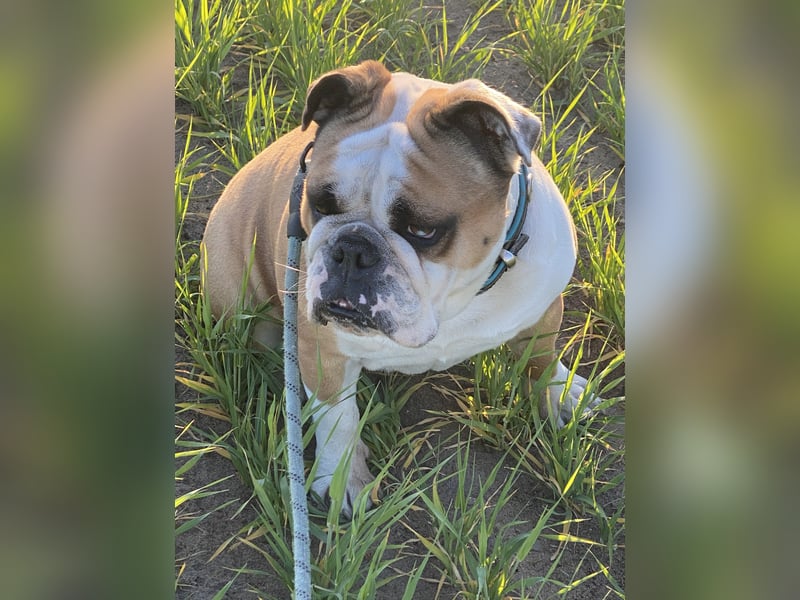 Wunderschöne English Bulldog Hündin