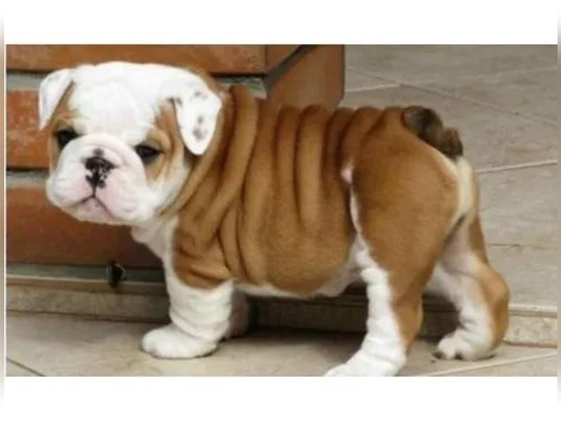 Englische Bulldogge Hündin – geimpft, entwurmt, gechipt, mit EU-Heimtierausweis