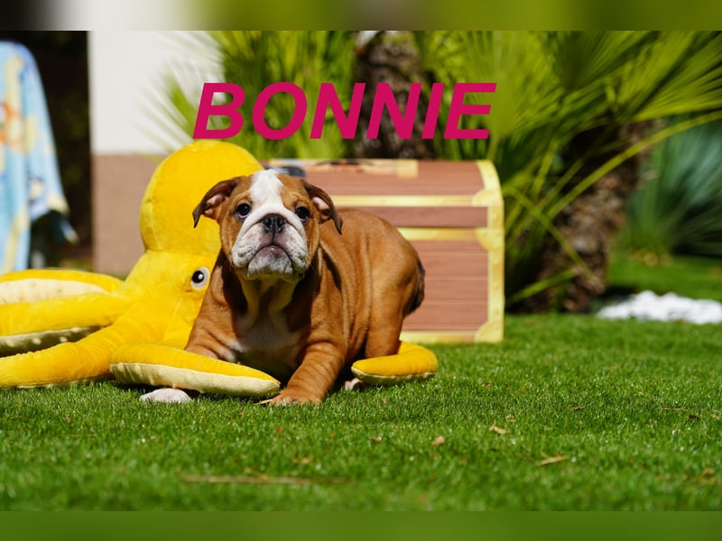 Gesunde, Reinrassige & Wunderschöne Englische Bulldogge Welpen