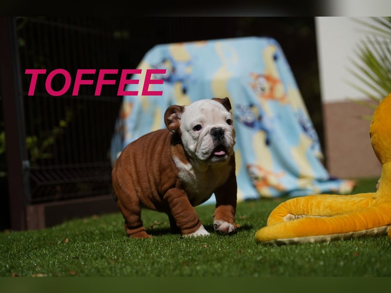 Gesunde, Reinrassige & Wunderschöne Englische Bulldogge Welpen