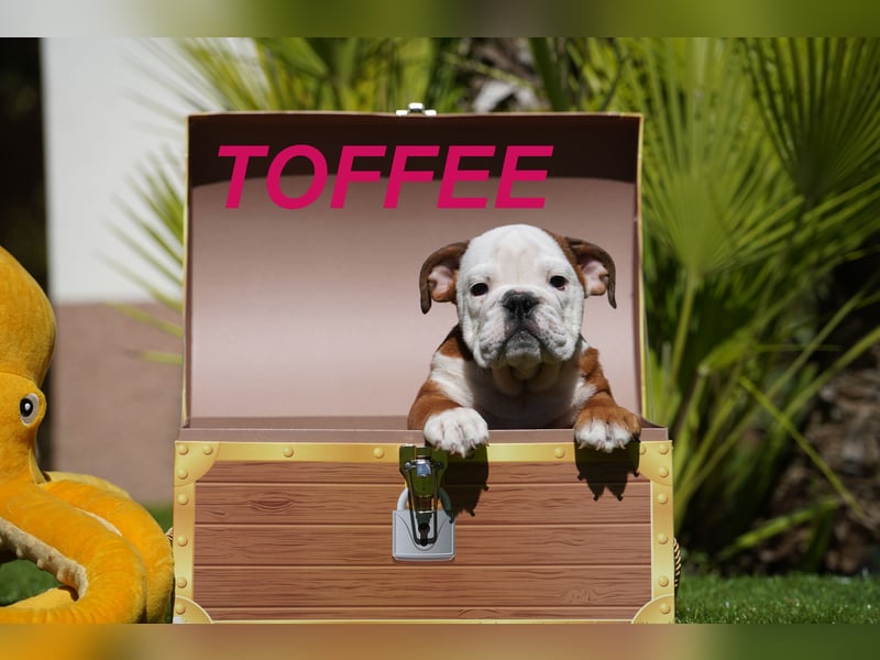 Gesunde, Reinrassige & Wunderschöne Englische Bulldogge Welpen