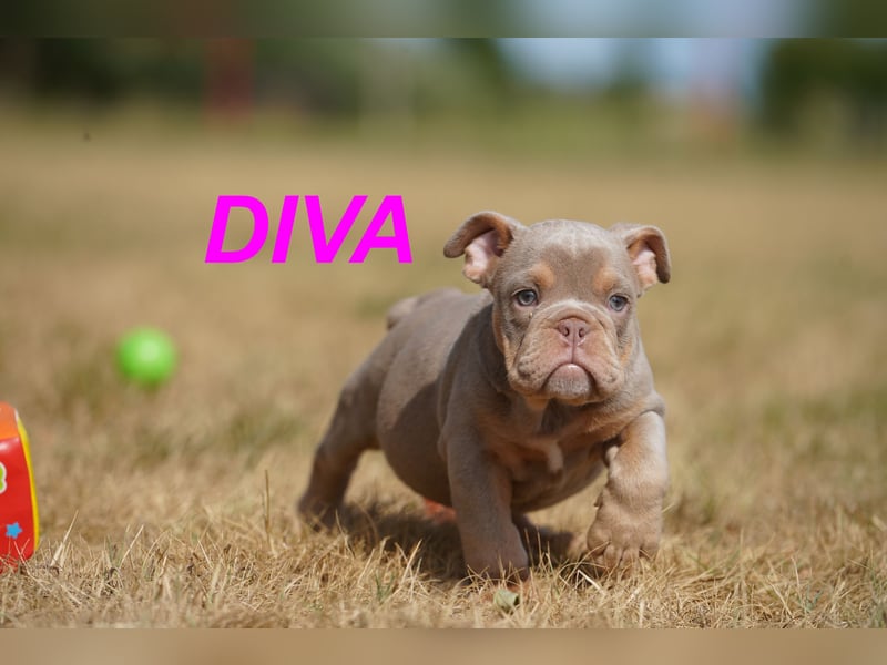 Gesunde, Reinrassige & Wunderschöne Englische Bulldogge Welpen