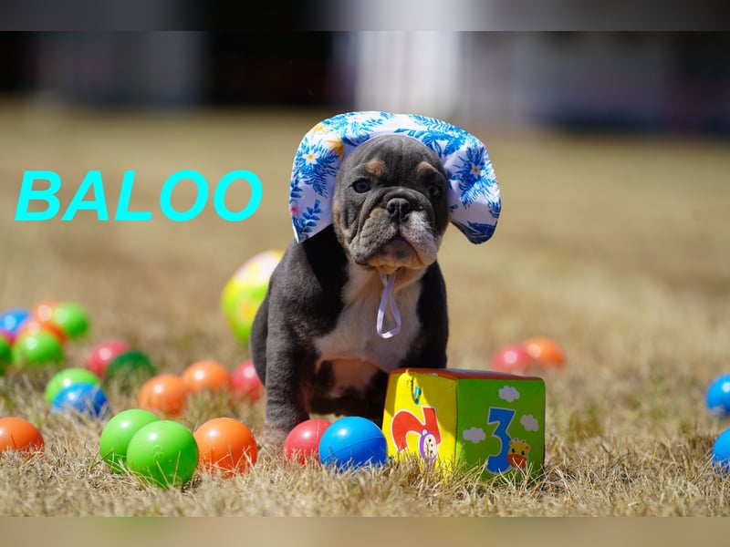 Gesunde, Reinrassige & Wunderschöne Englische Bulldogge Welpen