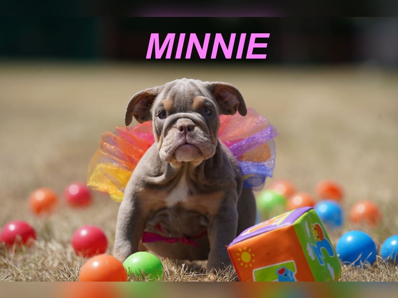 Gesunde, Reinrassige & Wunderschöne Englische Bulldogge Welpen