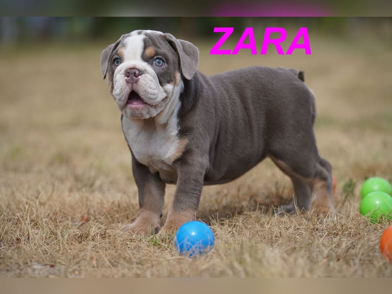 Gesunde, Reinrassige & Wunderschöne Englische Bulldogge Welpen