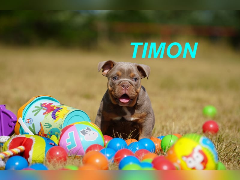 Gesunde, Reinrassige & Wunderschöne Englische Bulldogge Welpen