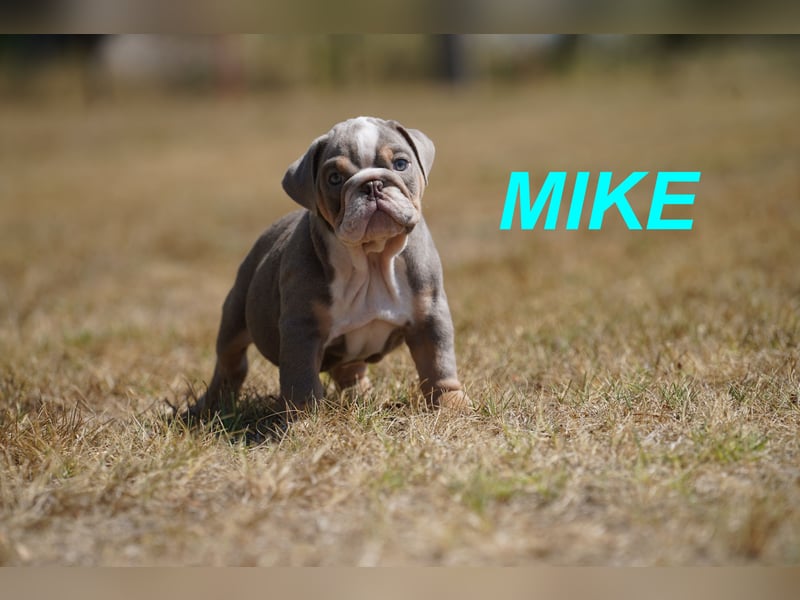 Gesunde, Reinrassige & Wunderschöne Englische Bulldogge Welpen