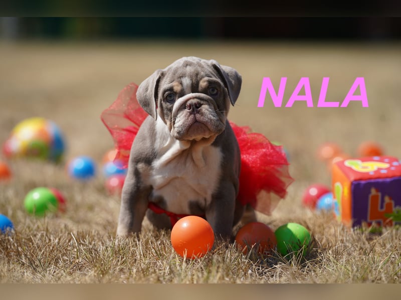 Gesunde, Reinrassige & Wunderschöne Englische Bulldogge Welpen