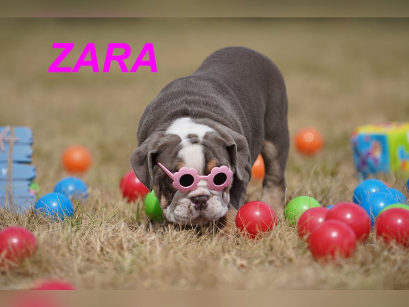 Gesunde, Reinrassige & Wunderschöne Englische Bulldogge Welpen