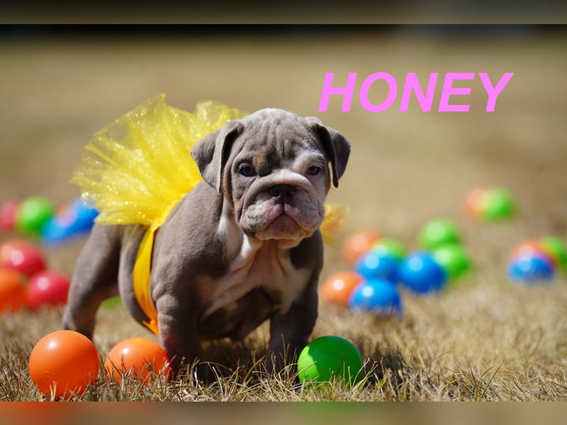 Gesunde, Reinrassige & Wunderschöne Englische Bulldogge Welpen