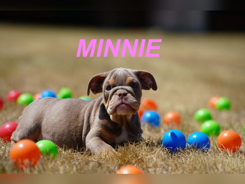 Gesunde, Reinrassige & Wunderschöne Englische Bulldogge Welpen