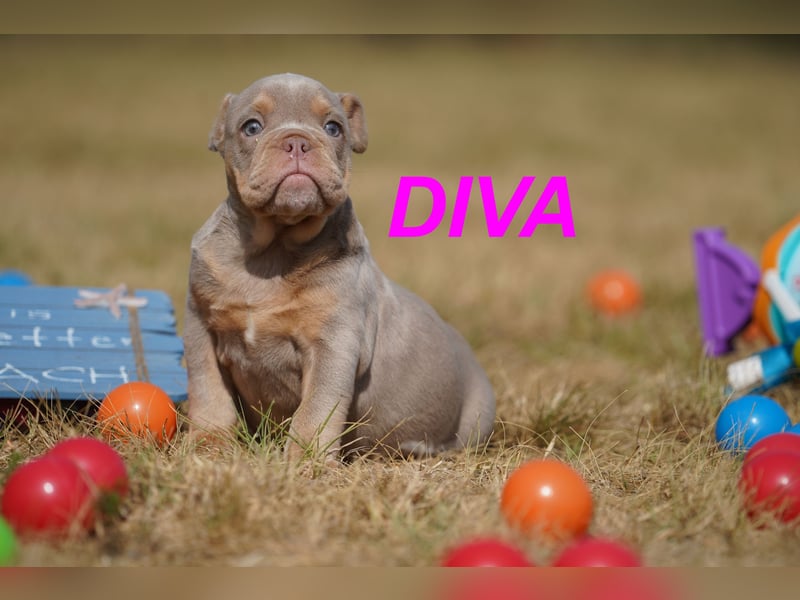 Gesunde, Reinrassige & Wunderschöne Englische Bulldogge Welpen