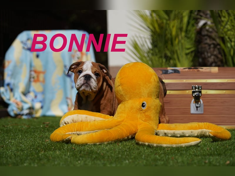 Gesunde, Reinrassige & Wunderschöne Englische Bulldogge Welpen
