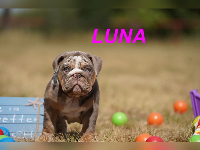 Gesunde, Reinrassige & Wunderschöne Englische Bulldogge Welpen