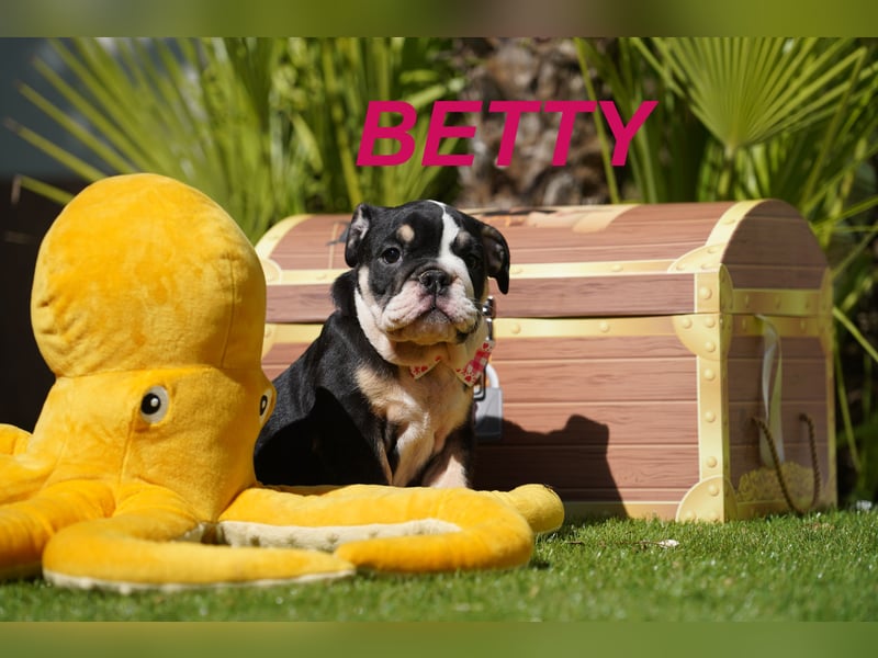 Gesunde, Reinrassige & Wunderschöne Englische Bulldogge Welpen
