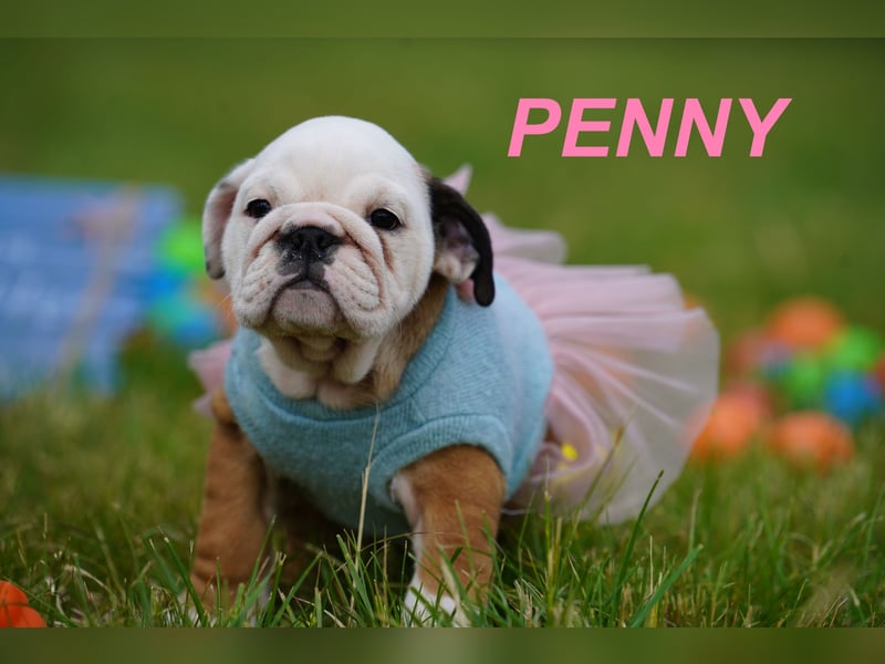 Gesunde, Reinrassige & Wunderschöne Englische Bulldogge Welpen