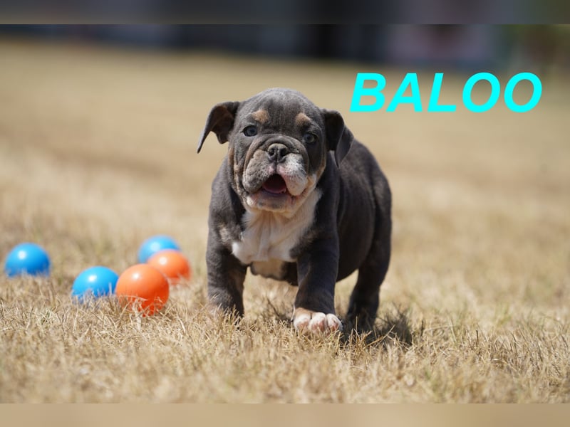 Gesunde, Reinrassige & Wunderschöne Englische Bulldogge Welpen
