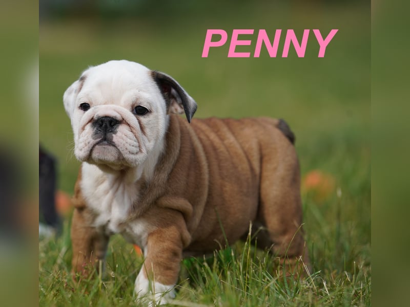 Gesunde, Reinrassige & Wunderschöne Englische Bulldogge Welpen