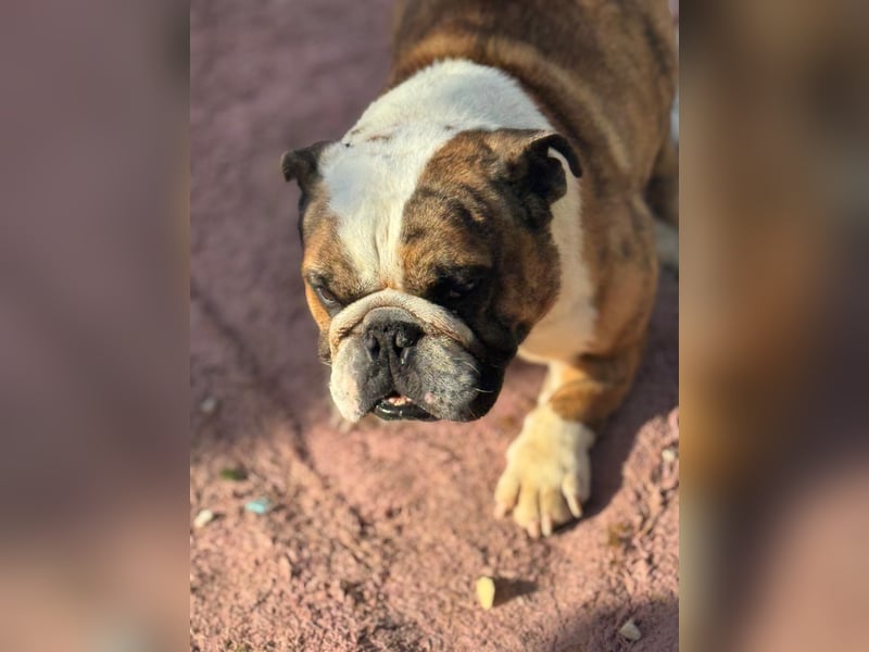 Notfall Manolo hofft auf seine Chance