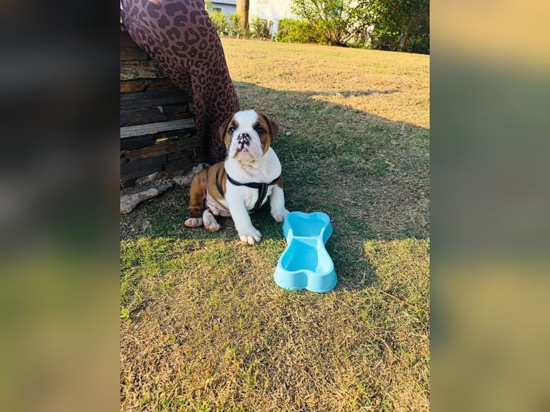 Englische bulldogge Hündin – geimpft, entwurmt, gechipt, mit EU-Heimtierausweis