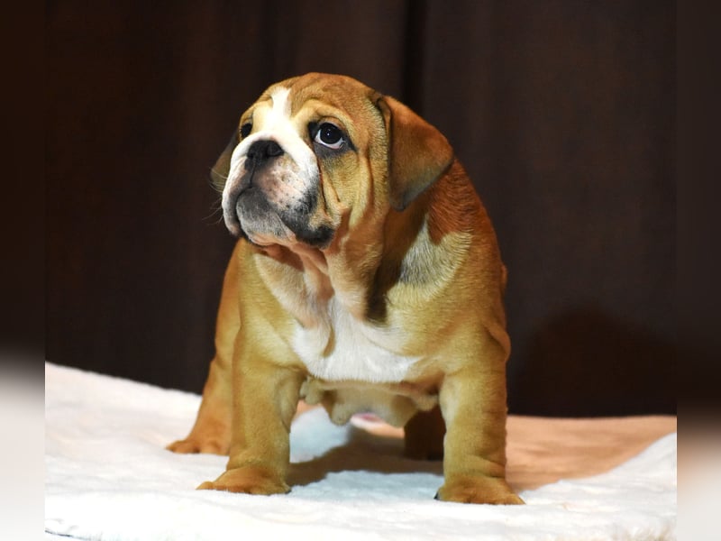 Englische Bulldogge