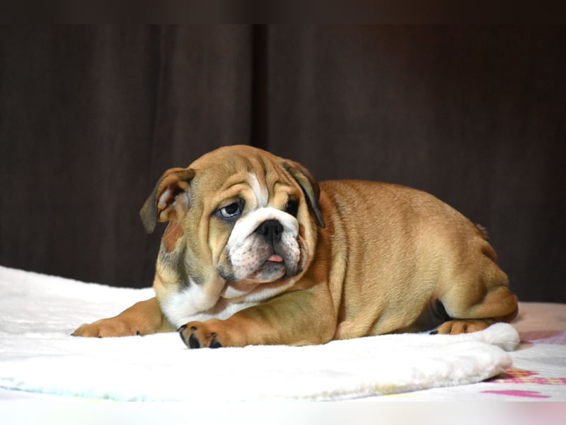 Englische Bulldogge