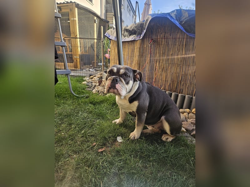 DRINGEND (Notfall) - Englische Bulldogge, Hündin, 3 Jahre