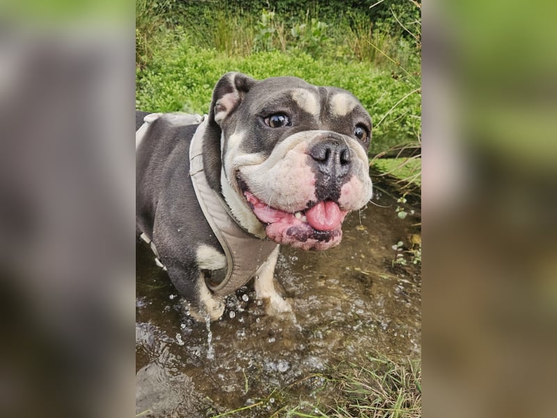 DRINGEND (Notfall) - Englische Bulldogge, Hündin, 3 Jahre