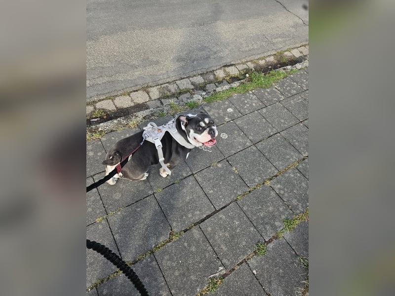 DRINGEND (Notfall) - Englische Bulldogge, Hündin, 3 Jahre